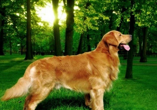金毛犬
