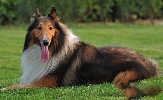 蘇格蘭牧羊犬