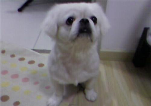 京巴犬
