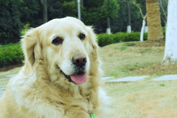 金毛犬