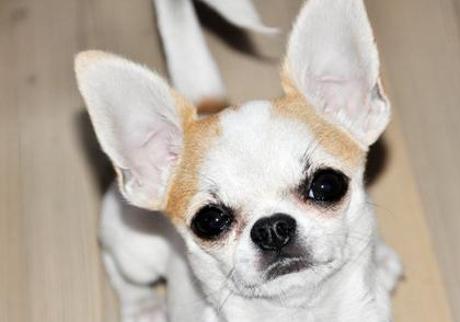 吉娃娃犬