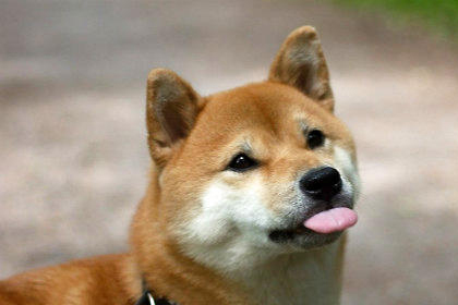 柴犬