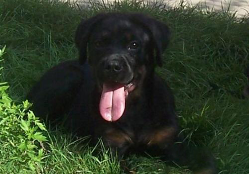 羅威納犬