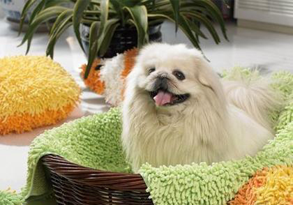 京巴犬