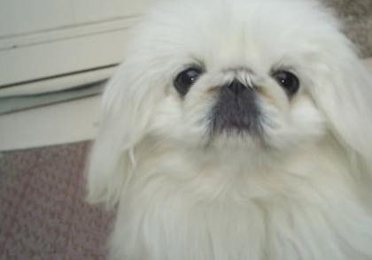 京巴犬