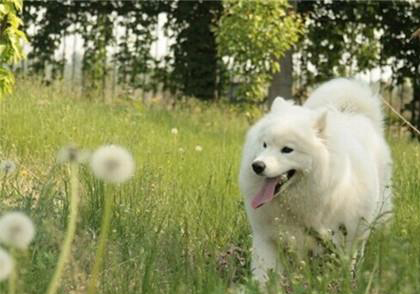 薩摩耶犬