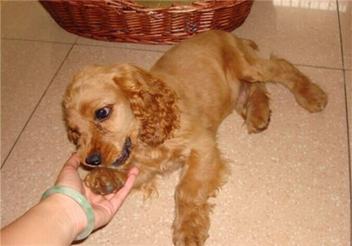 美國可卡犬