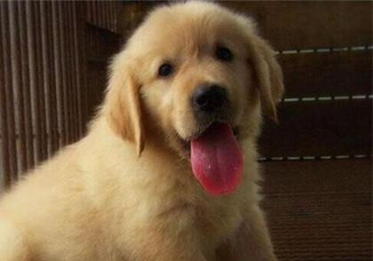 金毛犬