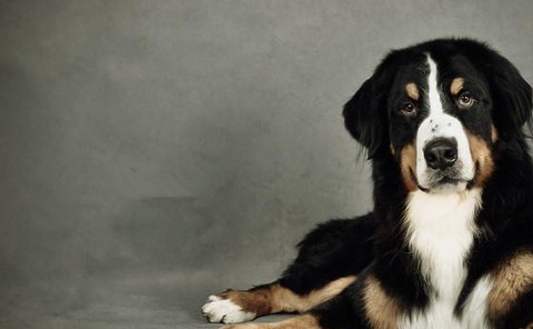 伯恩山犬注射疫苗期間需注意哪些事項