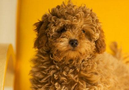 貴賓犬