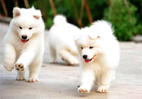 薩摩耶犬