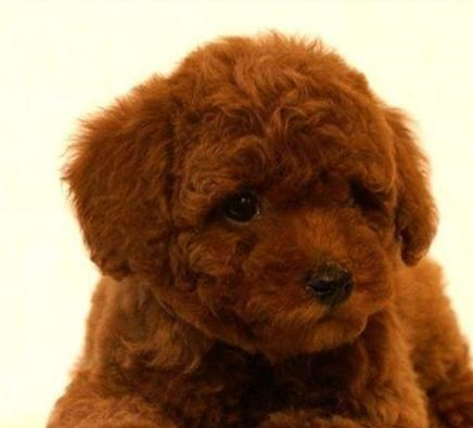 泰迪犬