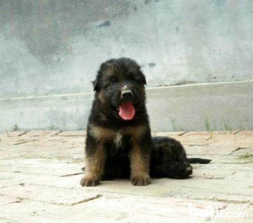 德國牧羊犬幼犬