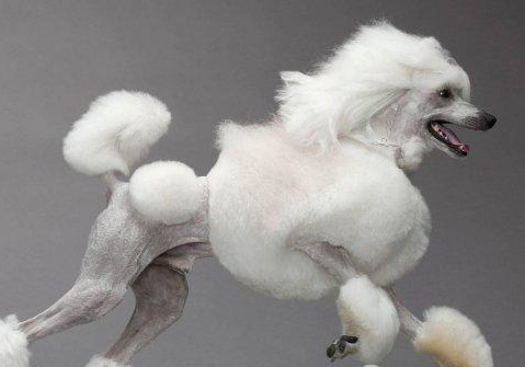 貴賓犬
