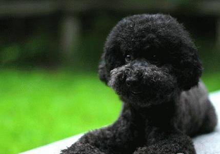 泰迪犬