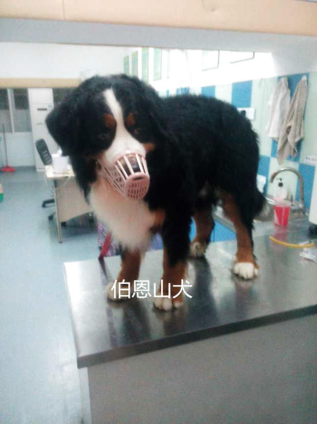 患病的伯恩山犬