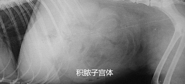 積膿的子宮體