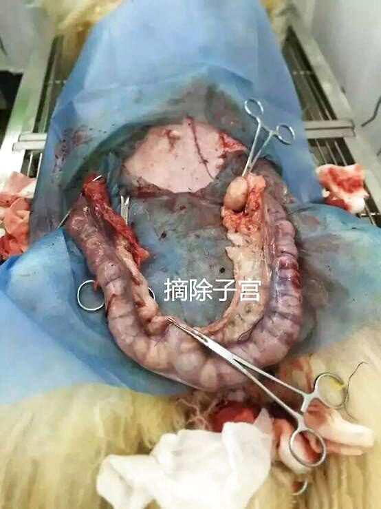 摘除下來的子宮