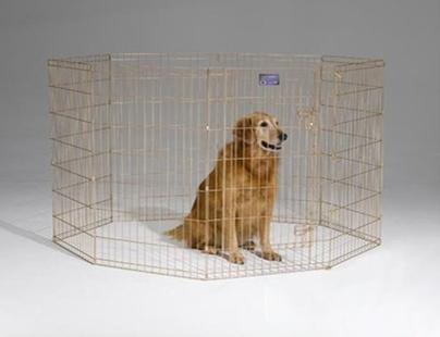 恢復中的金毛犬