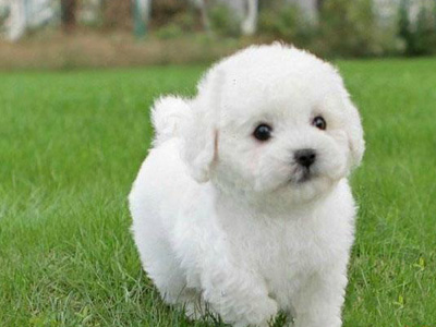 比熊犬.jpg