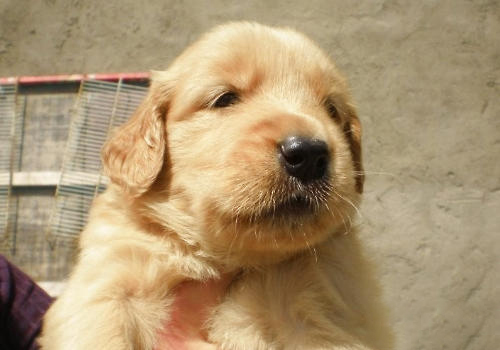 金毛犬