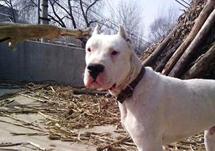 杜高犬