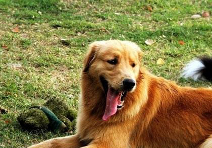 金毛犬