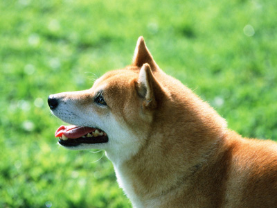 柴犬.jpg