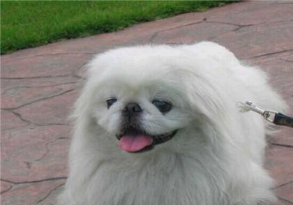 京巴犬