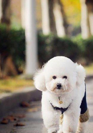 寵物犬