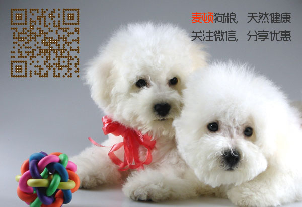 比熊1.jpg