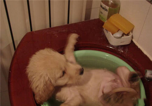 金毛犬