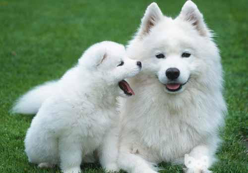 薩摩耶犬