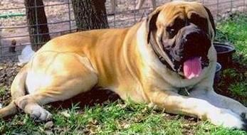 斗牛獒犬咳嗽怎麼辦