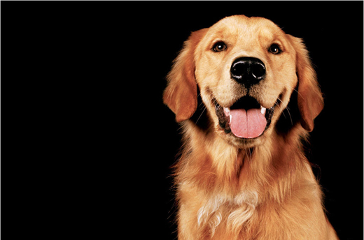 怎麼給金毛犬挑選驅蟲藥