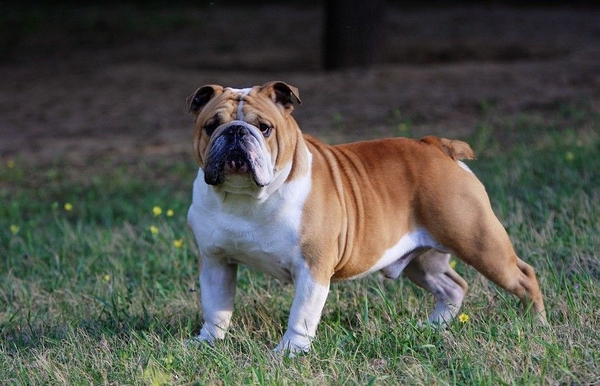 英國斗牛犬幾個月算成犬