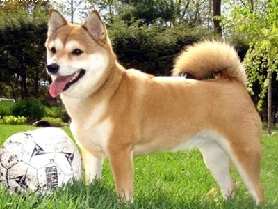 柴犬.jpg