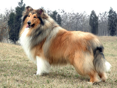蘇格蘭牧羊犬.jpg