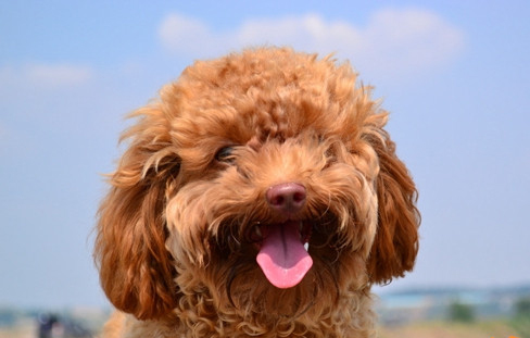 博美犬 泰迪犬價格