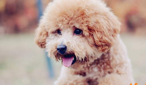 泰迪犬 (31).jpg