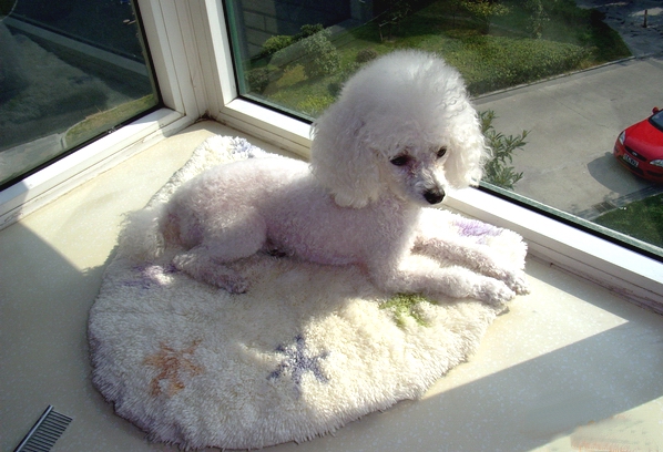 貴賓犬發燒了怎麼辦