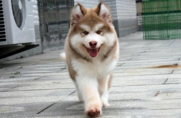 患上濕疹的阿拉斯加犬該怎麼辦