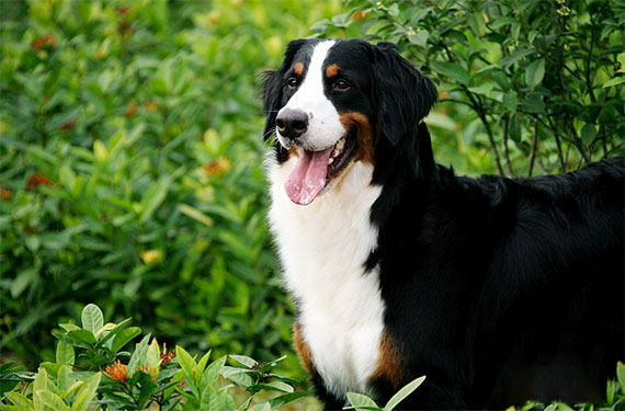伯恩山犬患皮膚病怎麼辦