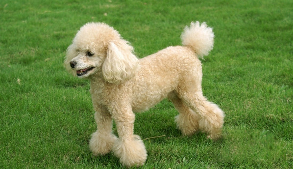 貴賓犬眼屎多可能是生病了