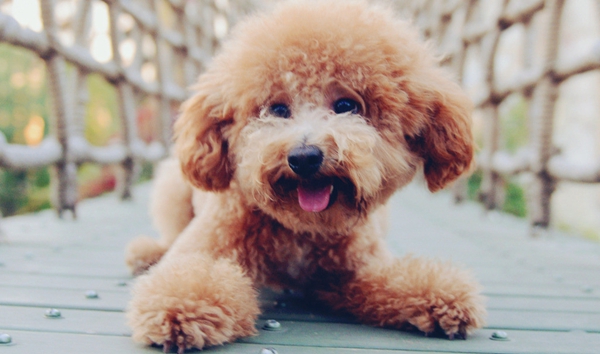 泰迪犬外耳炎是怎麼回事