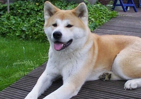 怎麼斷定秋田犬是否患上了脫毛症