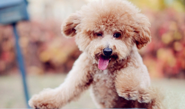 怎樣預防泰迪犬患上犬瘟熱疾病