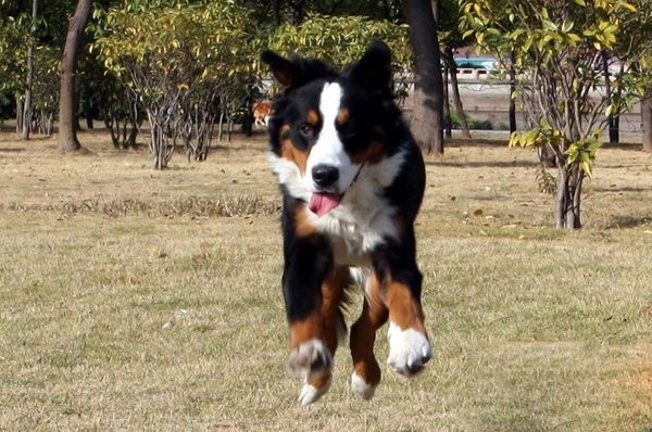 伯恩山犬狗狗犬耳、眼怎麼清潔