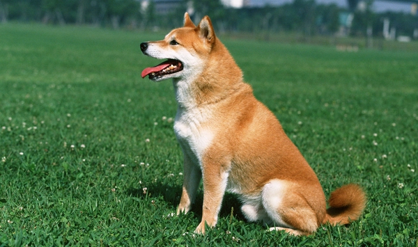 柴犬感冒了怎麼辦
