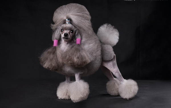 貴賓犬感冒了怎麼辦